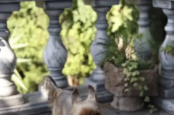 Собаки потеряшки, Ялта, фото: Потеряшка собака, Ялта, Матросский, 3