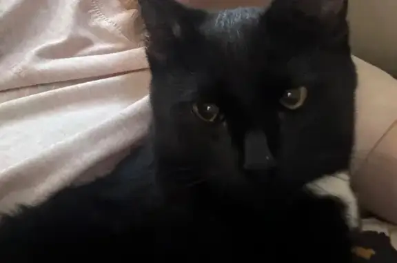 Кошки потеряшки, Саранск, фото: Потеряшка котенок, Гожувская 50, Саранск