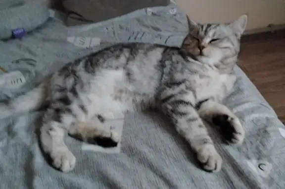 Пропала кошка, Первомайская 12, Житковичи