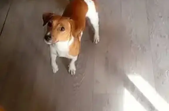 Пропала собака, ул. Масловская, Родники