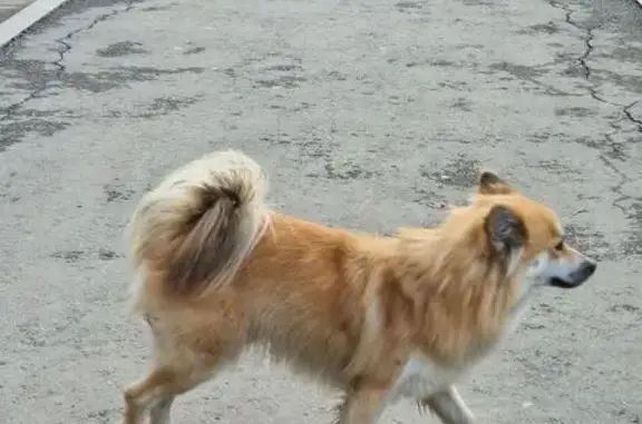 Найдена собака, Екатеринбург, фото: Собака у стоматологии, ул. Фрезеровщиков