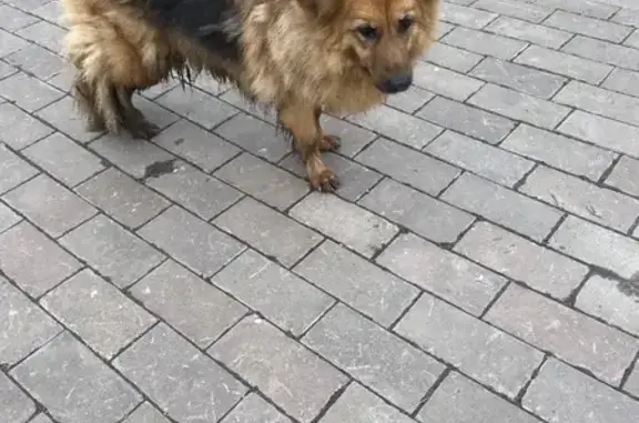 Собака найдена на Можайского, 61, Тверь