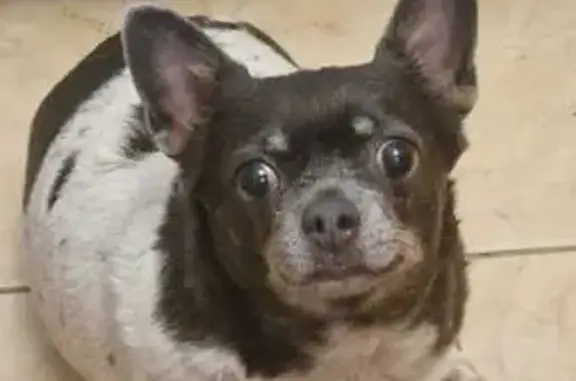 Собаки потеряшки, Санкт-Петербург, фото: Потеряшка собака, пр. Авиаконструкторов, СПб