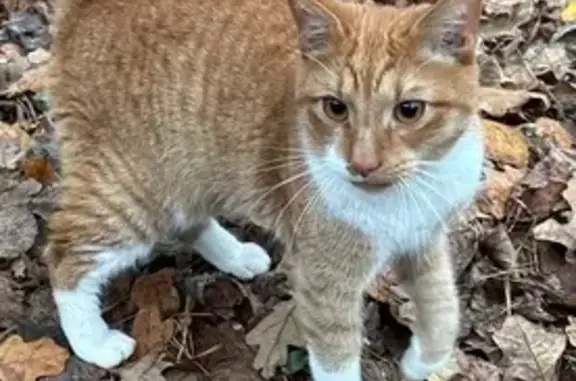 Найдена кошка, Москва, фото: Кошка найдена, Коммунарка, Москва