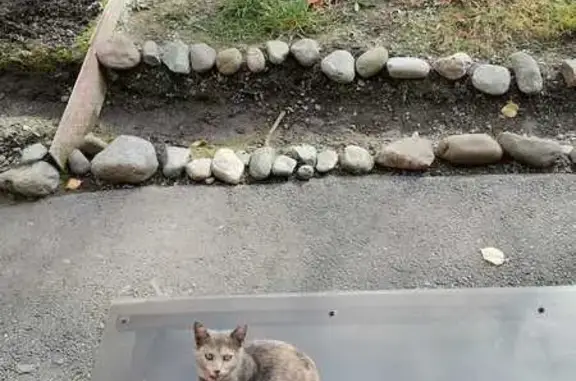 Найдена кошка, Владикавказ, фото: Найдена кошка, ул. Миллера, Владикавказ