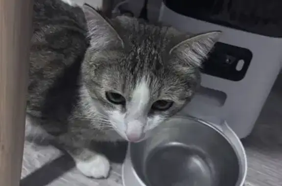 Кошки потеряшки, Нижегородская область, фото: Потеряшка кошка, 7-я линия, Нижегородская обл.