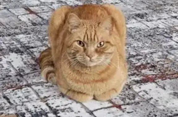 Кошки потеряшки, Ставрополь, фото: Потеряшка кошка, Заводская ул., Ставрополь