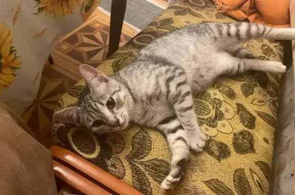 Кошка найдена: Волоколамский пр-т, 4, Тверь