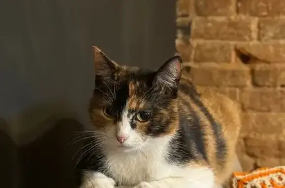 Кошка найдена на Ушинского 32, Ярославль