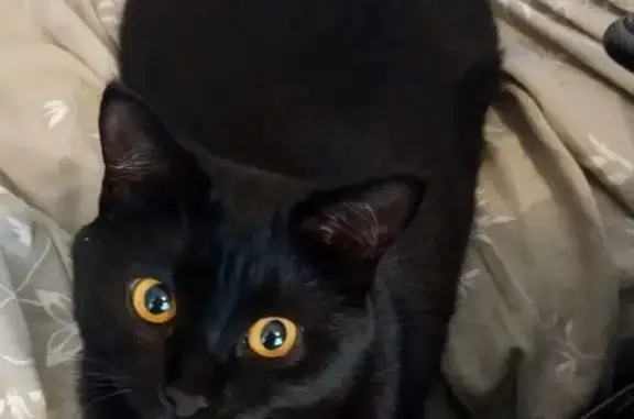 Кошки потеряшки, Иваново, фото: Потеряшка кошка, ул. Люлина, Иваново