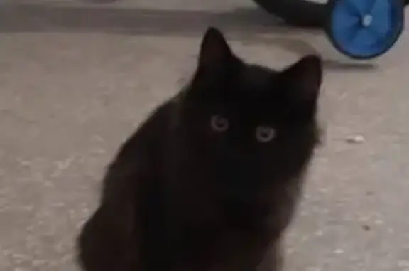 Найдена кошка, Новосибирск, фото: Найдена чёрная кошка, ул. Баумана 3/3