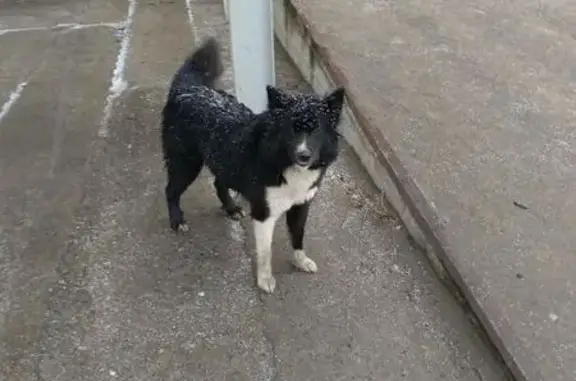 Найдена собака, Томская область, фото: Собака найдена на Кузовлевском тракте