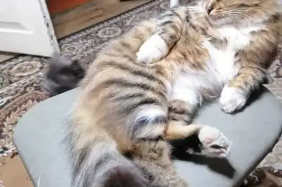 Пропала кошка, Полярная ул. 4, Ковров