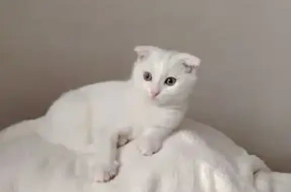 Кошки потеряшки, Ульяновск, фото: Потеряшка кошка, ул. Киндяковых, 36