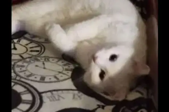 Пропала кошка, Салтыково, МО