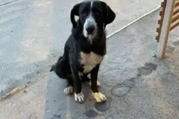 Найдена собака, Пензенская область, фото: Собака найдена в Саловке, Пензенская обл.