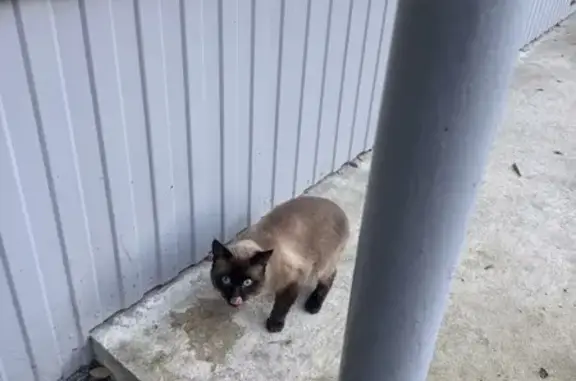 Найдена кошка, Ульяновск, фото: Сиамская кошка найдена на Лихачёва, Ульяновск
