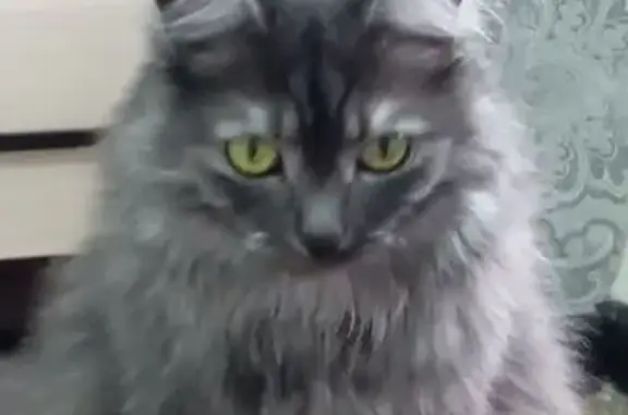 Кошки потеряшки, Оренбург, фото: Потеряшка кошка, ул. Монтажников, 14