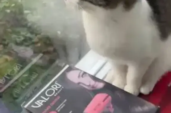 Пропала кошка, ул. Репникова, д. 15