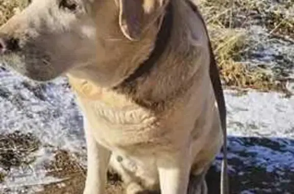 Найдена собака, Чита, фото: Собака найдена: ул. Брызгалова, 16, Чита