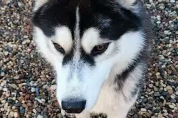 Найдена собака, Ярославская область, фото: Найдена хаски, кобель, Вашутино, Ярославль