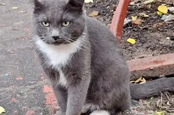 Котик найден на Каховка, 29А, Москва