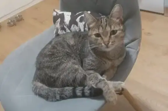 Кошки потеряшки, Кемерово, фото: Потеряшка кошка, Кузнецкий проспект, Кемерово