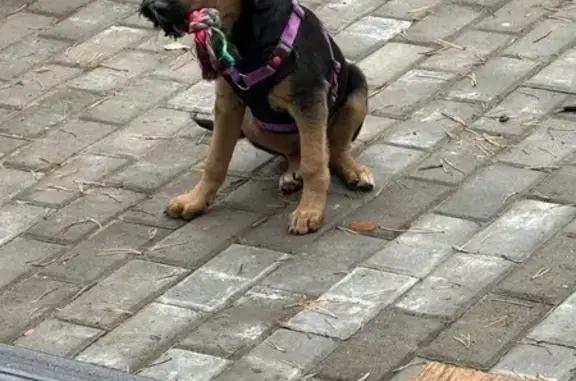 Пропала собака, ул. Большая Моск., 2А