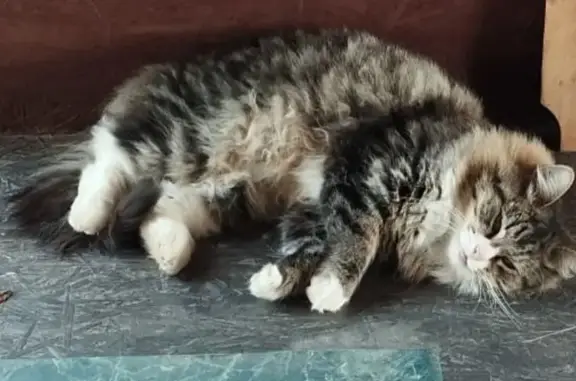 Пропала кошка Муся, ул. Космонавтов, 57