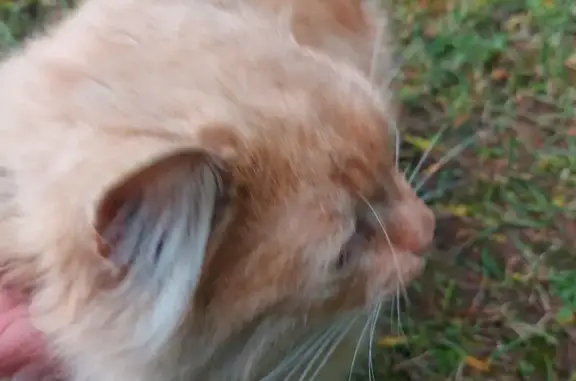 Найдена кошка, , фото: Кошка найдена: Хохряки, Удмуртия