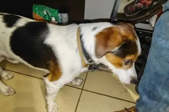 Собаки потеряшки, Архангельск, фото: Потеряшка собака, ул. Кононова, 9, Арх.