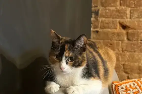 Найдена кошка, Ярославль, фото: Трехцветная кошка найдена: Ушинского 32