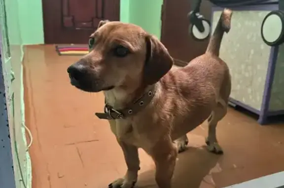 Найдена собака, Иркутск, фото: Собака найдена на ул. Маршала Конева, Иркутск