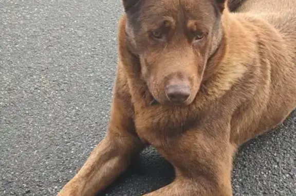 Найдена собака, Пушкин, фото: Найдена собака, Красносельское ш. 61А, Пушкин