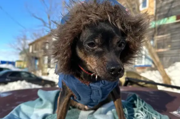 Пропала собака, Полярная ул. 6, Лабытнанги