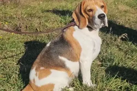 Пропала собака, Центральная ул., Подлесное