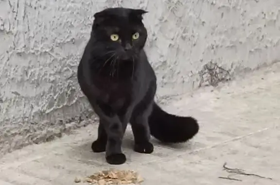 Найдена кошка, Абакан, фото: Найдена чёрная кошка, ул. Некрасова, Абакан
