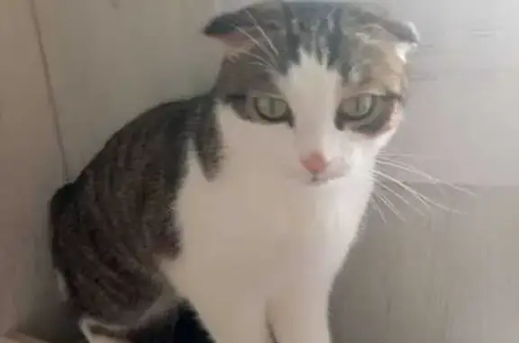 Кошки потеряшки, Казань, фото: Потеряшка кошка, ул. М. Чуйкова, 30, Казань