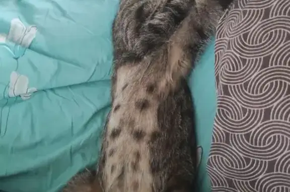 Пропала кошка, Львовская ул. 41, Крск