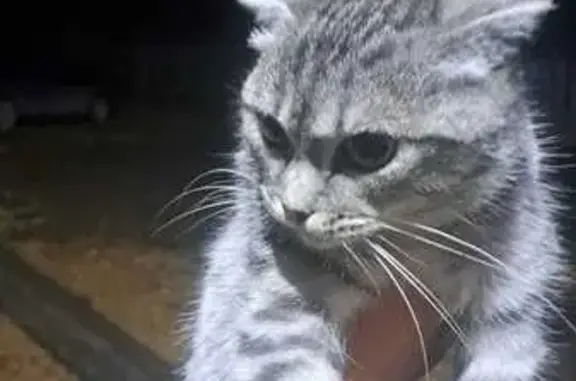 Найдена кошка, Тюменская область, фото: Вислоухая кошка найдена в Тюмени