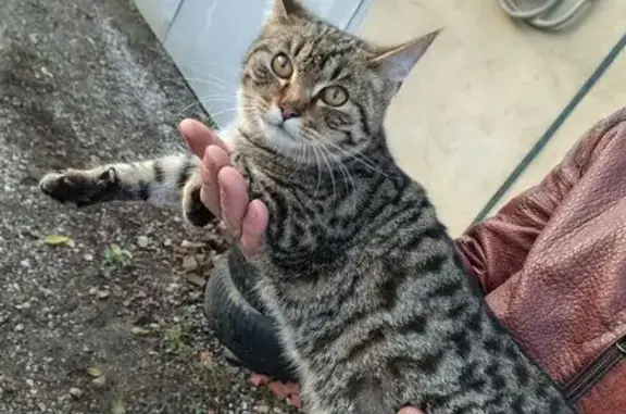 Найдена кошка, Тула, фото: Котик найден: Калужское шоссе, Тула