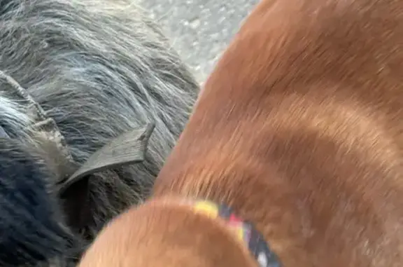 Найдена собака, Видное, фото: Найдена собака на Дачной улице, 27, Видное