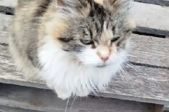 Пропала кошка, Светлый проезд, 1, Курск