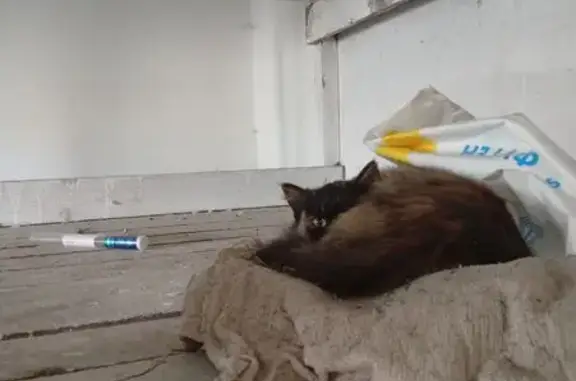 Найдена кошка, Иркутск, фото: Кошка найдена, Подгорная 12, Иркутск