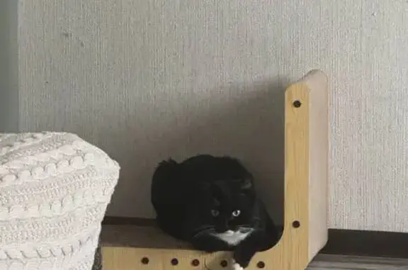 Крупный кот найден на ул. Чистяковой