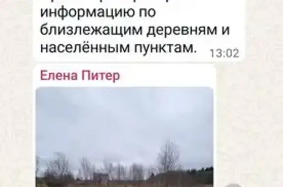 Козы найдены в Гостилицком СП,...