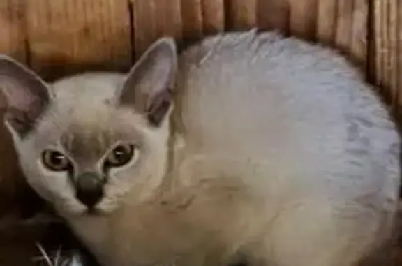 Найдена кошка, Московская область, фото: Кошка найдена в Бережках, МО