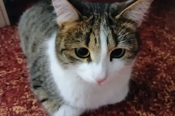 Пропала кошка, Краснополянская 30, Волгоград