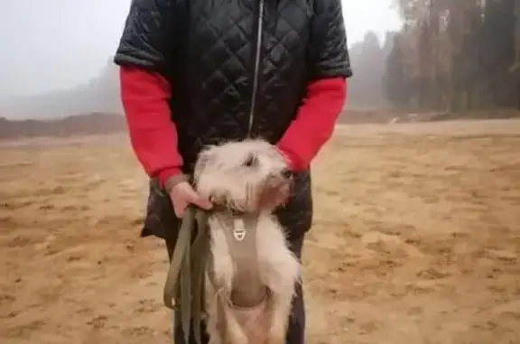 Пропала собака в Брехово, МО