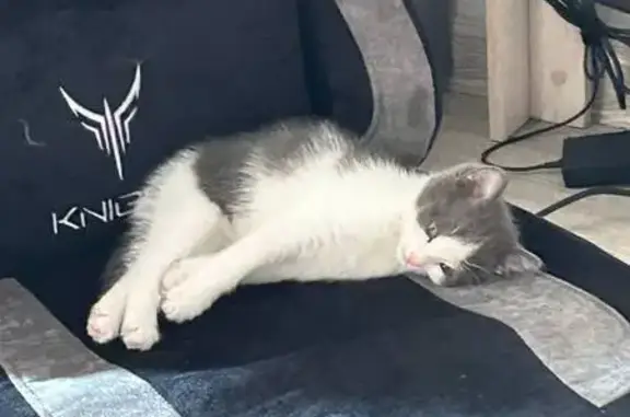 Найдена кошка, Барнаул, фото: Пропала кошка, ул. Пушкина, Барнаул